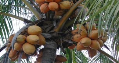 palma kokos
