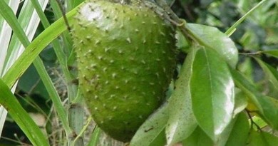 graviola plod kakoleciti